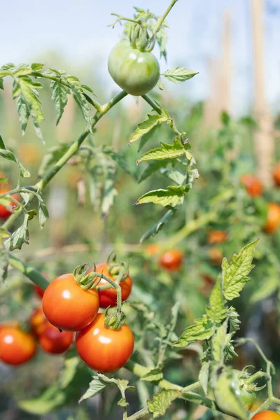 Olgunlaşan organik taze domatesler dalda yetişiyor. Çiftlik evinde meyve ve sebze yetiştiriyor. Bahçıvanlık, yaz hasadı