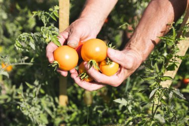 Taze sarı domatesleri tutan ellerin yakın çekimi. Organik tarım, sağlıklı yiyecekler, bahçede sebze toplama. Tanınmayan kişi