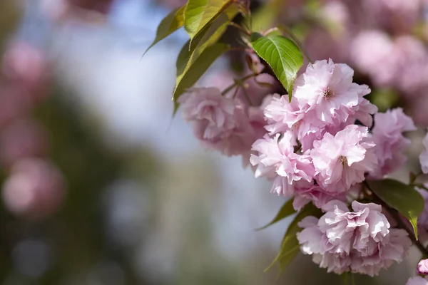 Yeşil yaprakların ve mavi gökyüzünün bulanık arka planında Japon kirazının dalında açan pembe çiçekler. Sakura 'ya yakın çekim, ilkbaharda kiraz çiçeği. Flora desenli doku, doğal çiçek arkaplanı.