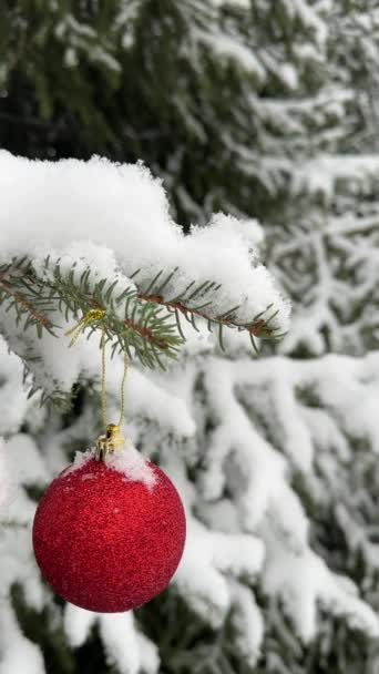 Rode Bauble Opknoping Sneeuw Bedekte Sparren Tak Onder Sneeuw Mooie — Stockvideo