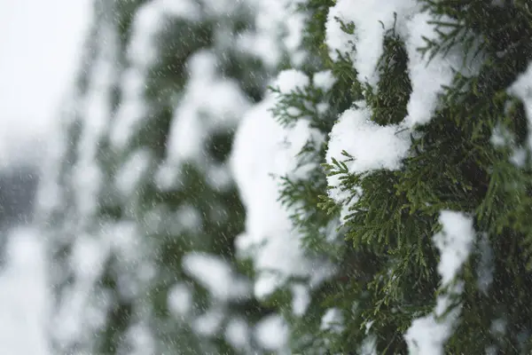 Eşkıya dallarının karla kaplı olduğu yakın plan, yemyeşil ağaçlar.