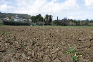 Doğal tarım ortamı. Pürüzlü toprak. Bulutlu gökyüzü, ağaçlı arazi ve arka planda evi çevreleyen çimlerin olduğu kırsal alan.