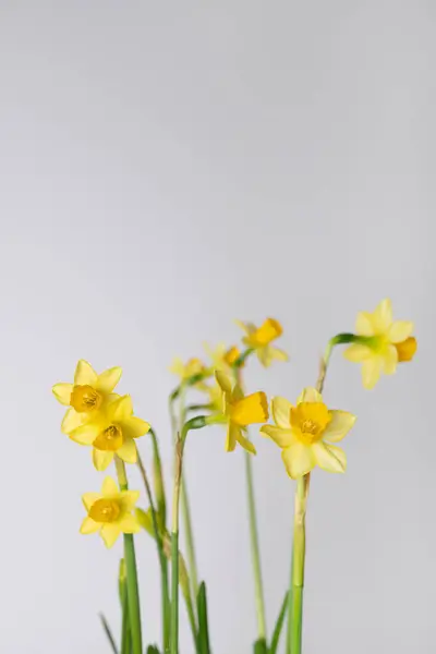 Tarafsız arka planda bir buket taze sarı nergis. Minimalist bahar tebrik kartı ya da davetiye, Paskalya bayramı konsepti. Uzayı kopyala, dikey fotoğraf