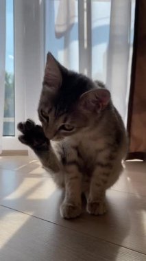 Evcil kedi evde pencerenin yanında kendini tımar ediyor, arkadan aydınlatıyor. Hijyen ve kedi sağlığı kavramı