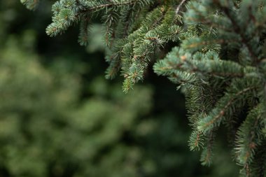 Canlı yeşil iğneli Evergreen ağaç dalları, yemyeşil bir orman ortamında güneş ışığını yansıtıyor. Doğadaki güzellik, doğal arka plan.