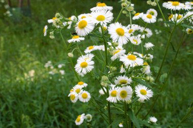 güzel beyaz papatya çiçeği