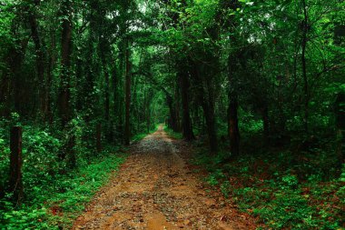 Ormandaki yeşil orman