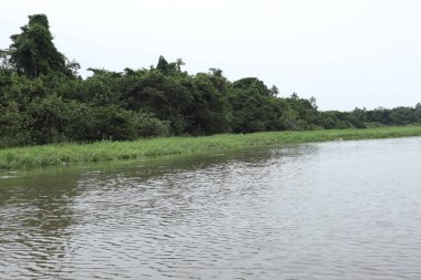 Ormanda bir nehir, doğa.