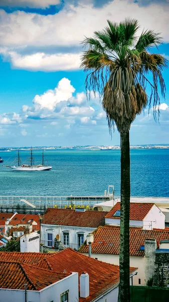 葡萄牙里斯本市迷人的景色 一棵棕榈树 背靠着低矮的房子 屋顶明亮的橙色 游艇在海里 海洋景观 — 图库照片