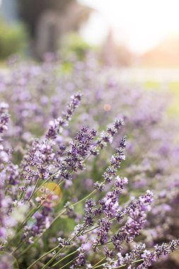 Lavender flowers in a lavender field at sunset. Vertical background. 