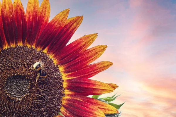 A bright sunflower flower on the background of the sunset. The bumblebee collects sunflower pollen. Beautiful background. Pink sunset. Horizontal. Copy space.