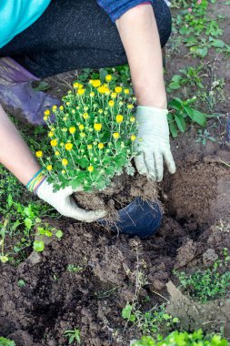 Bahçıvan kasımpatı çalısı nakleder. Peyzaj tasarımı için dekoratif çiçekler yetiştirmek