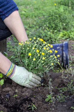 Bahçıvan kasımpatı çalısı nakleder. Peyzaj tasarımı için dekoratif çiçekler yetiştirmek