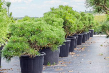 Jane Cluis densely flowered pine. Growing conifers for sale in the plant club. Decorative pine bushes in plastic pots. Plants for landscape and garden design.