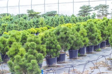 Jane Cluis densely flowered pine. Growing conifers for sale in the plant club. Decorative pine bushes in plastic pots. Plants for landscape and garden design.