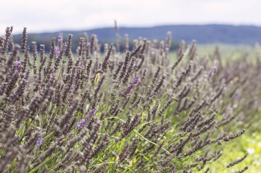 Lviv National Academic Theater of Opera and Ballet named after Solomia Krushelnytska. New Year in Lviv. Christmas tree without decorations. War in Ukraine 2023