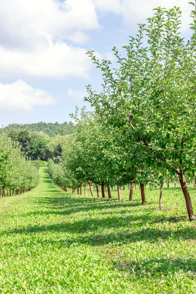 Apple orchard. Row of young apple trees. Summer landscape in an orchard. Beautiful sky and forest in the background. Horizontal crop. Place for text