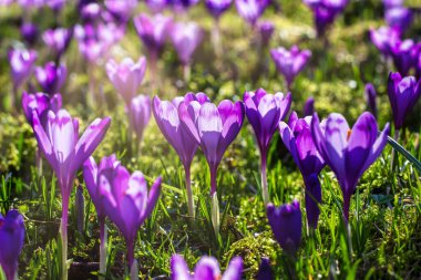 Çuha çiçekleri. Batan güneşin ışınlarında mor timsahlar. Güzel çiçek arkaplanı. Yatay