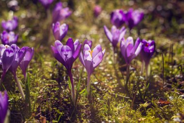 Çuha çiçekleri. Batan güneşin ışınlarında mor timsahlar. Güzel çiçek arkaplanı. Yatay