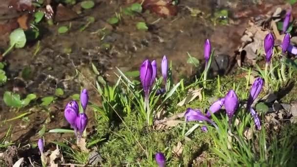 Arroyo Primaveral Cocodrilos Florecientes Que Crecen Las Orillas Del Río — Vídeos de Stock