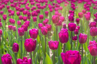 Güneş ışınlarında mor laleler tarlası. Güzel çiçek arkaplanı.