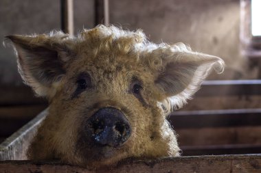 Mangalica domuzunun namlusuna yakın çekim. Macar Downy Mangalitsa, ender rastlanan çift parmaklı ve egzotik domuzlara aittir. Kıvırcık domuz