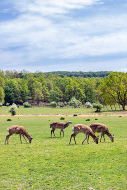 Transcarpathia 'daki geyik çiftliği. Geyik boynuzu elde etmek için geyik yetiştiriyorlar. Geyik boynuzu ilacı..