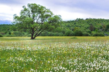 Nergis vadisi Ukrayna 'da bir doğa koruma alanıdır. Batı Ukrayna 'da çiçek açan nergis tarlası. Transcarpathia 'da Çekim.