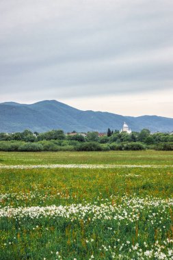Güzel bahar manzarası. Dağların arka planında çiçek açan çayır. Karpatlar 'daki nergisler vadisi. Ukrayna.