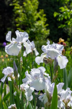 Çok güzel Iris çiçekleri. Güzel çiçek arkaplanı. Bahar havası. Metin için yer