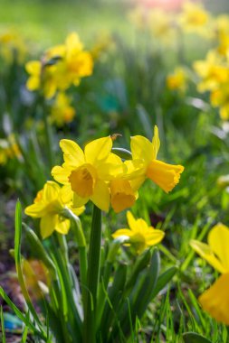 Çiçekli sarı süslemeli nergisler. Güzel çiçek arkaplanı. dikey