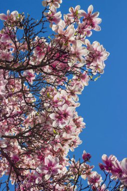 Mavi gökyüzüne karşı çiçek açan manolya dalları. Dikey. Güzel çiçek arkaplanı. Bahar havası