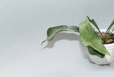 Gri arka planda plasenyum kap. Doğa severler için bir hobi..