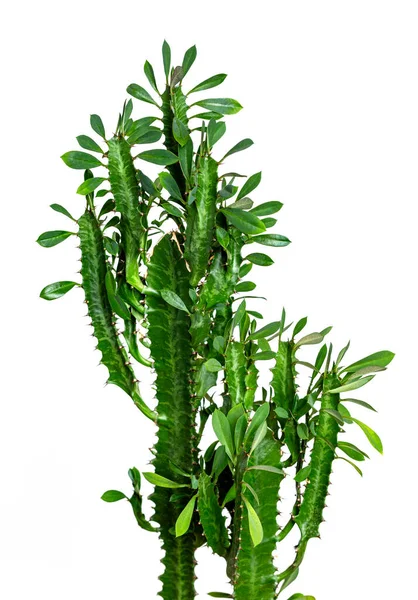 ファッショングリーンサボテンの白い背景 トレンディーな熱帯サボテンの植物のクローズアップ 創造的なスタイル — ストック写真