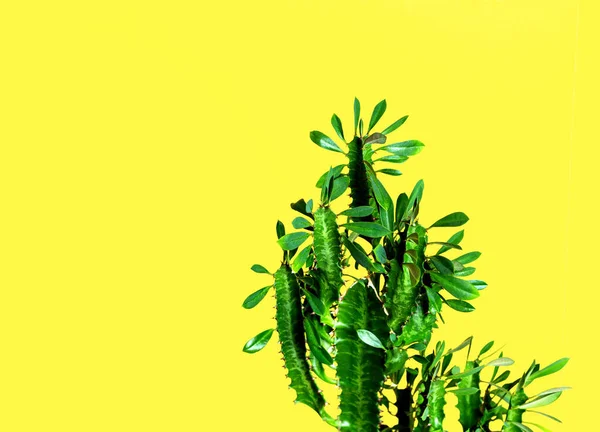 时尚绿色仙人掌黄色背景 时尚热带仙人掌植物特写 创意风格 — 图库照片