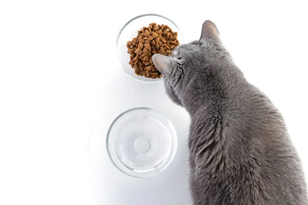 Βρετανική Χονδρή Γάτα Τρώει Ξηρά Τροφή Από Ένα Διαφανές Μπολ Royalty Free Εικόνες Αρχείου