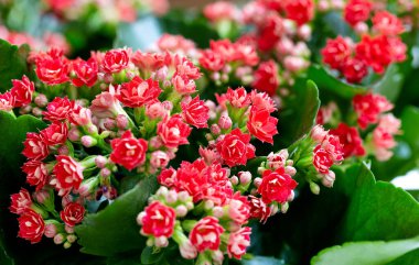 Kırmızı Kalanchoe Çiçekler Close Up. 