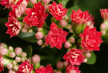 Kırmızı Kalanchoe Çiçekler Close Up. 