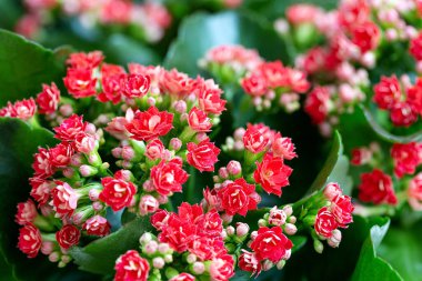 Kırmızı Kalanchoe çiçeklerinden küçük buketler.. 