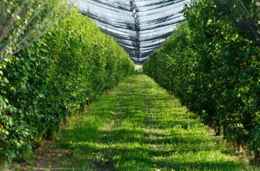İtalya 'da şeftali ve kayısı yetiştirme endüstrisi. Tarım. 