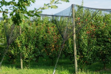 İtalya 'da olgun şeftali ve kayısılarla kaplı ağaçlar. Tarım