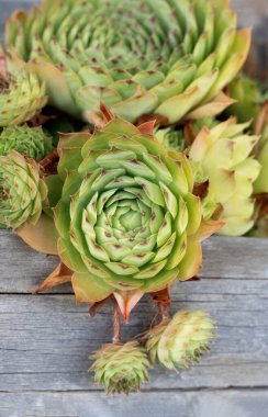 Açık havada bir sürü sulu bitki var. Echeveria kaktüs yaprakları dokuyu kapatır. Güneş ışığına doğru