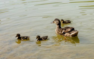 Ördekli bir ördek gölde yüzüyor.. 