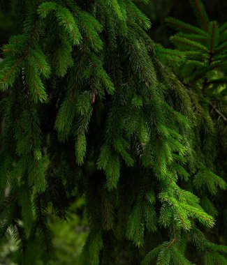 Gün batımında yeşil ladin dallarının arka planı. Noel teması. 