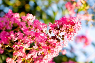 Güneşli bir günde mavi gökyüzünün arka planında büyük pembe lagerstroemia çiçekleri. 