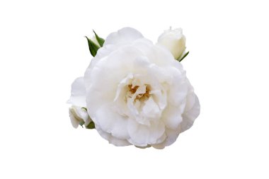 Beyaz Terry gülü tomurcukları ve çiçekleri. 