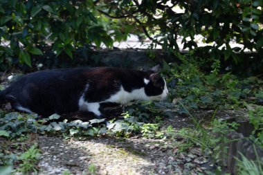 Siyah beyaz kedi avlanıyor, saldırıyor, bahçede miyavlıyor.. 