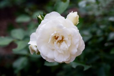 Çiçekler beyaz gül ve tomurcuklar romantik bahçe. Sakin ol, sakinlik.. 