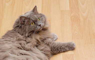 İngiliz leylak renginde uzun saçlı kedisi yerde yatar ve yukarı bakar.. 