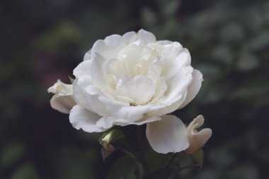 Bahar bahçesinde beyaz gül çiçeği. Sakinlik ve rahatlama kavramı. Kartpostallara ve melonkolik tefekküre uygun.. 